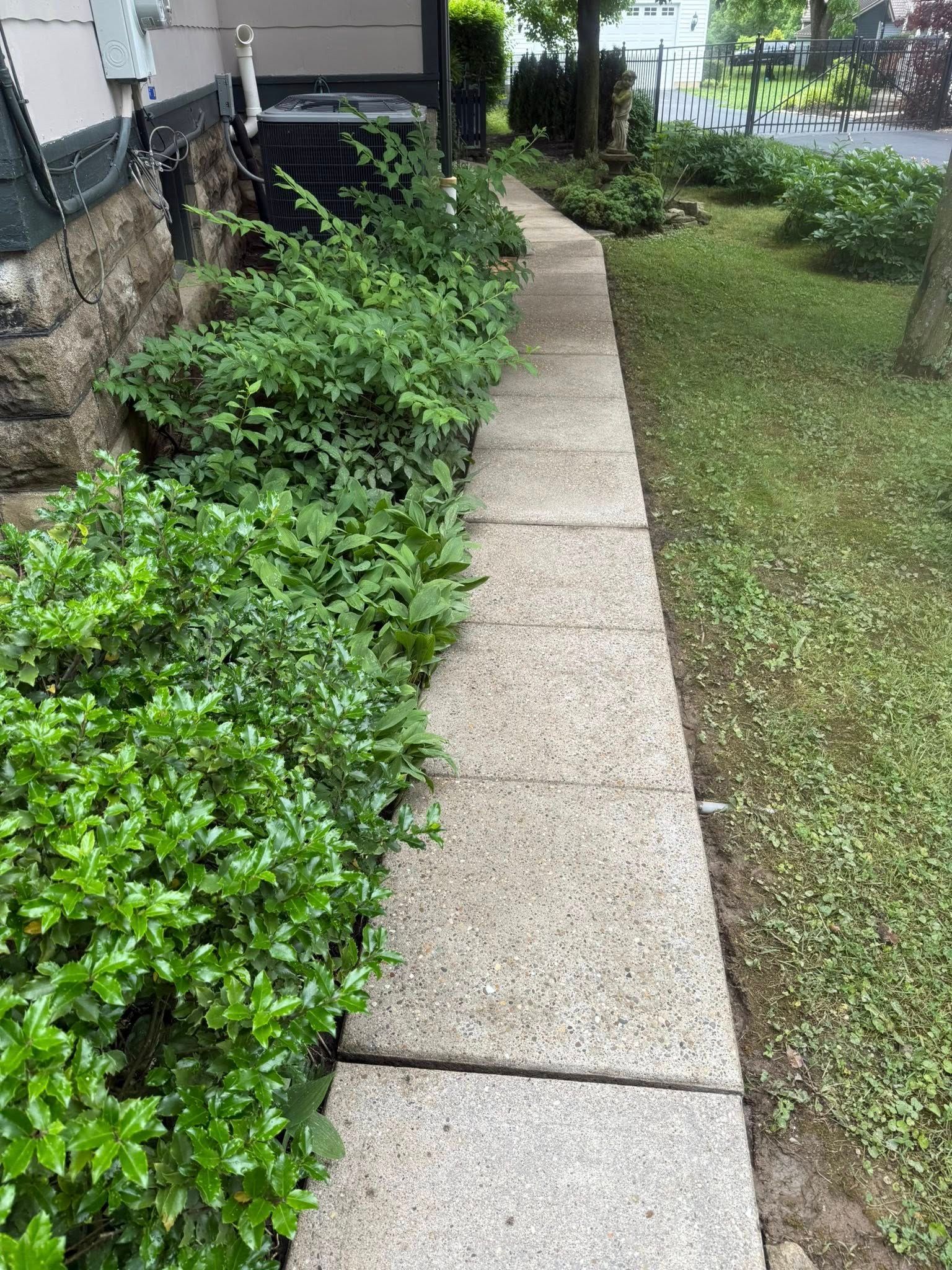 Narrow concrete path beside overgrown green shrubs and a grassy lawn next to a building