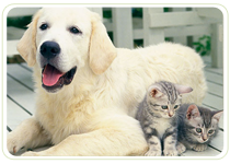 Holistic Pet Products