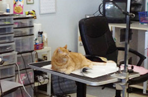 Cat on grooming table