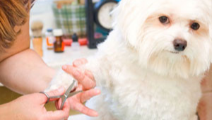 Cutting finger nails of a cute white dog