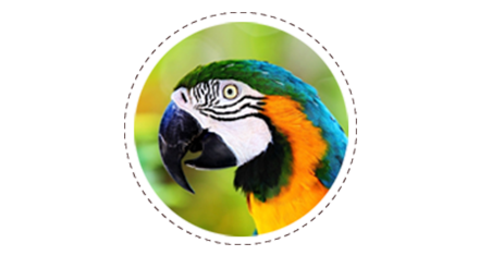 Parrot