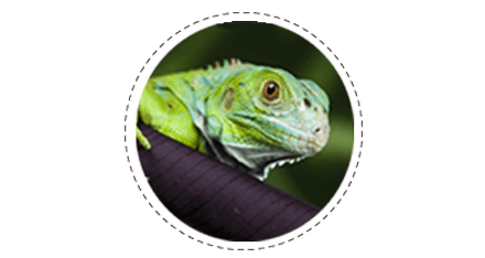Reptile