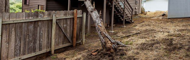Deadwood tree removal