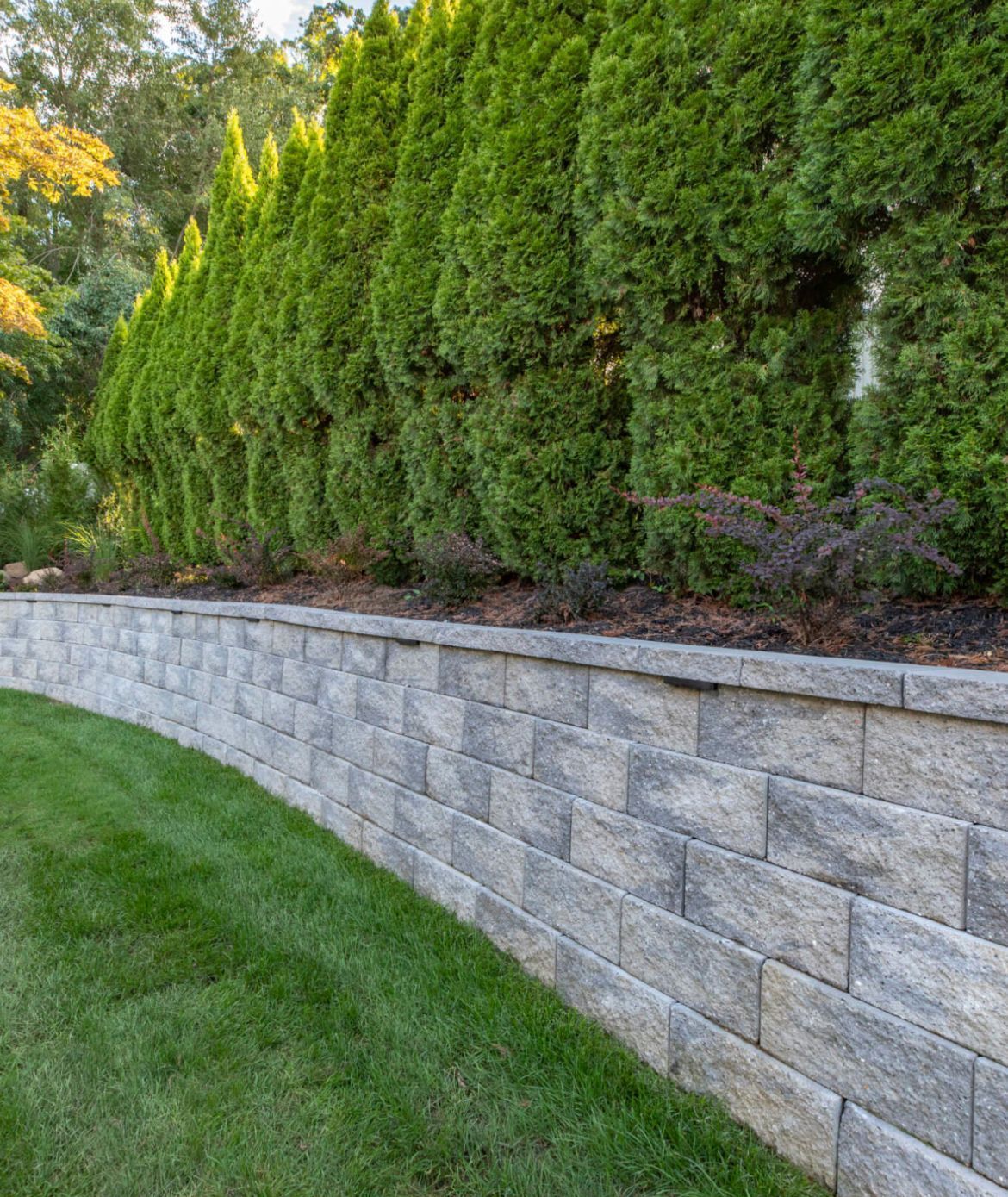 A curved gray retaining wall in front of a line of tall, green evergreen trees. Green grass slopes down.
