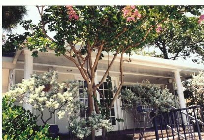 A white house with a tree in front of it