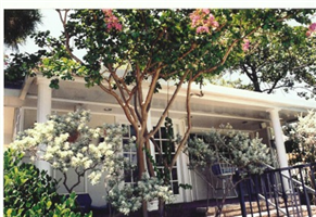 A white house with a tree in front of it