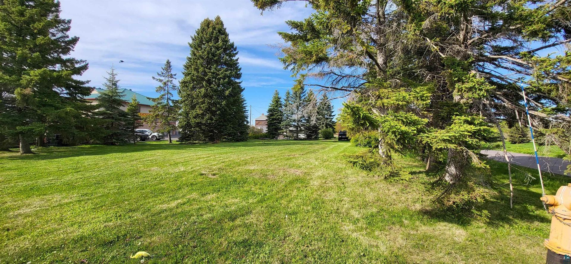 Sunny grassy park with tall evergreen trees and a blue sky.