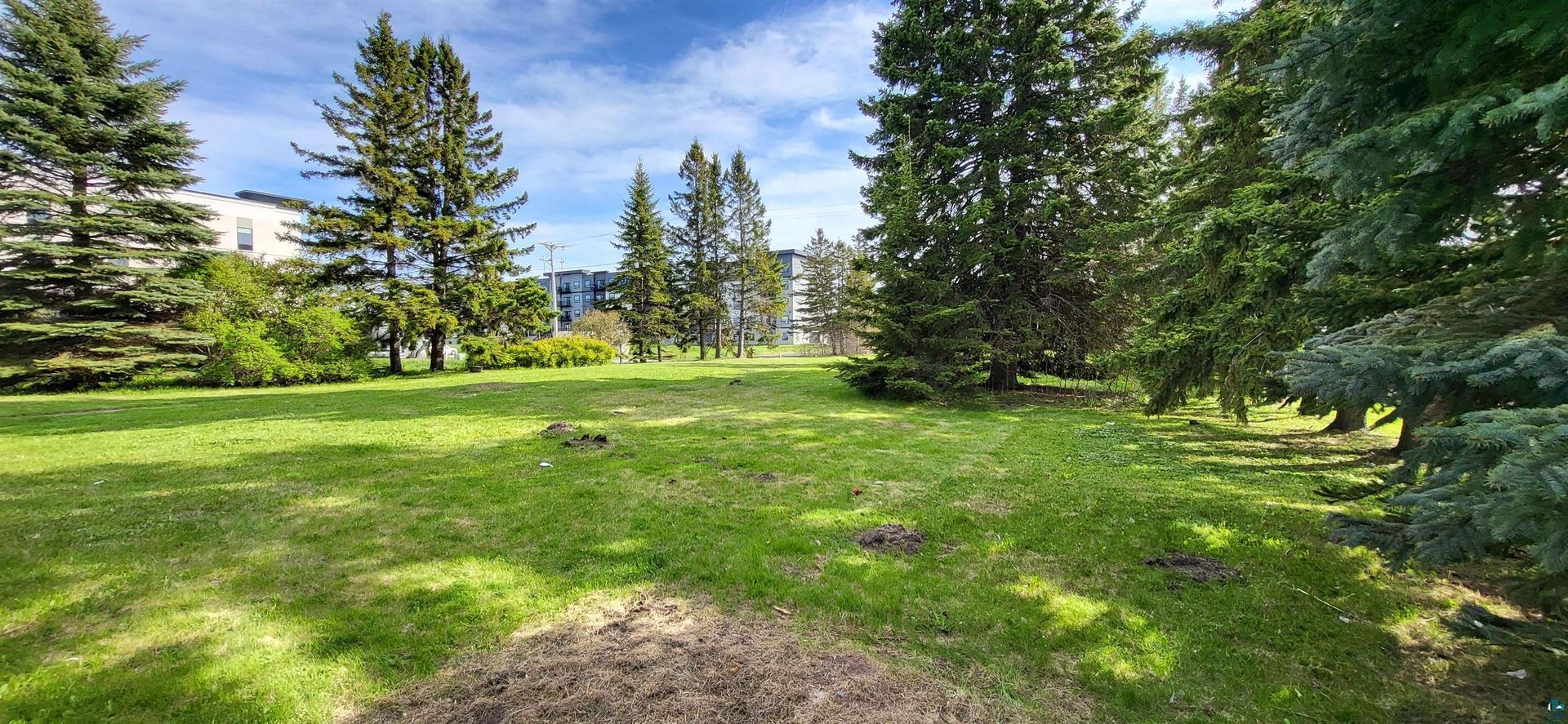 Grassy park with tall evergreen trees.