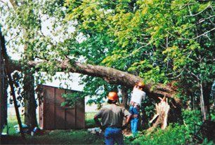 Tree service