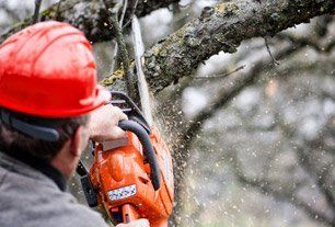 Tree trimming