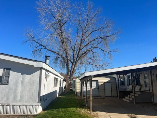wilted tree in between two houses