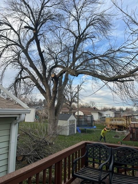 man cutting out parts of the tree
