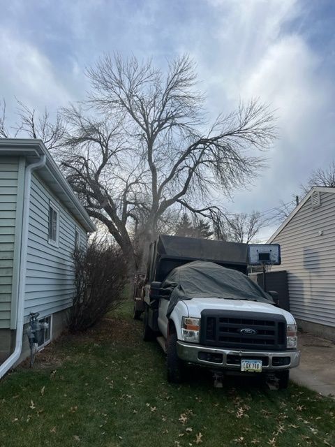 huge dry tree at the back of the truck