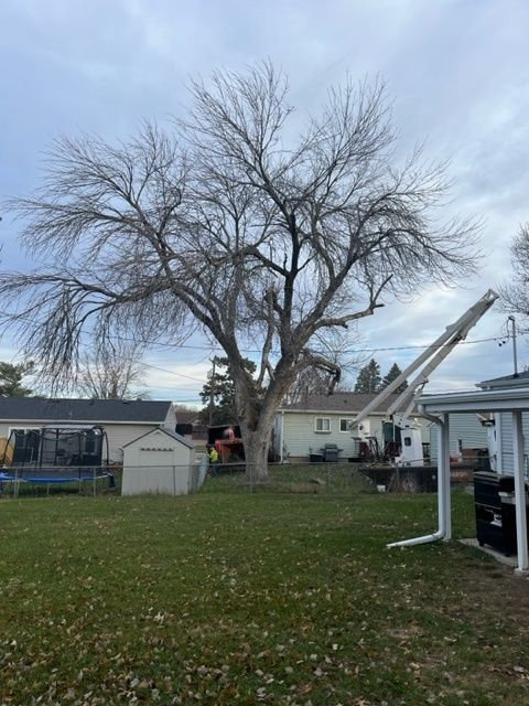 big wilted tree at the backyard