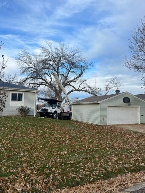 huge dead tree at back of the house