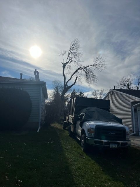 tree removal process