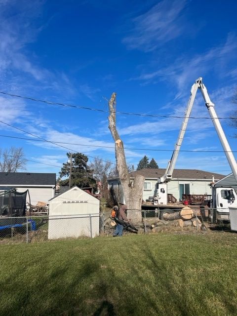 cutting down the tree process