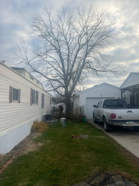 big tree between houses