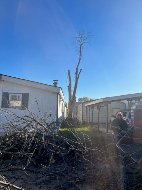 tree branches on the pavement
