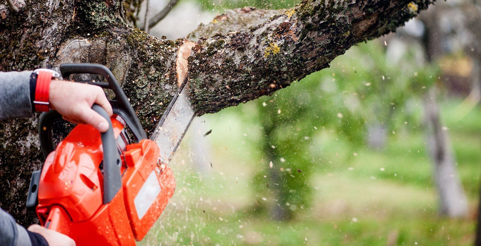 Tree trimming