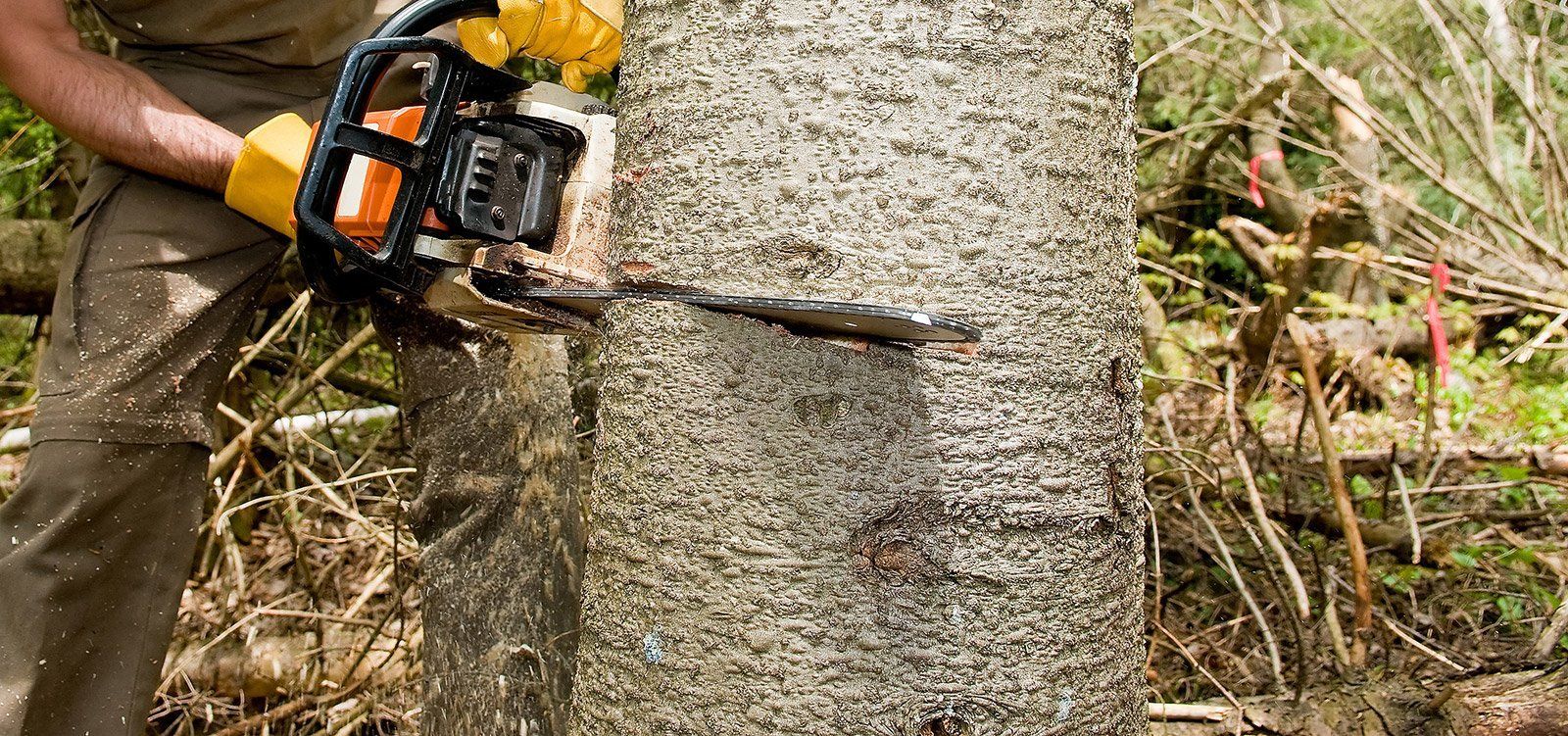 Tree removal