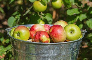 Bucket of apples