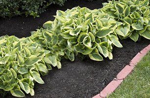 Hosta plant