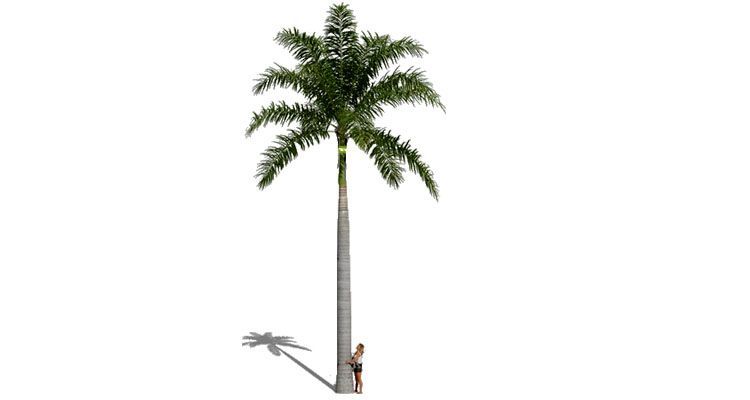 a girl in a tall palm tree