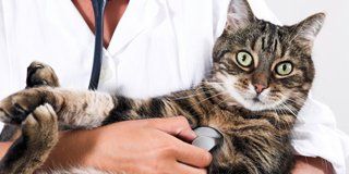 cat getting checked by doctor with stethoscope