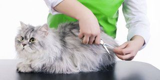 dental-cleaning-pet-grooming-support2-320-160v2