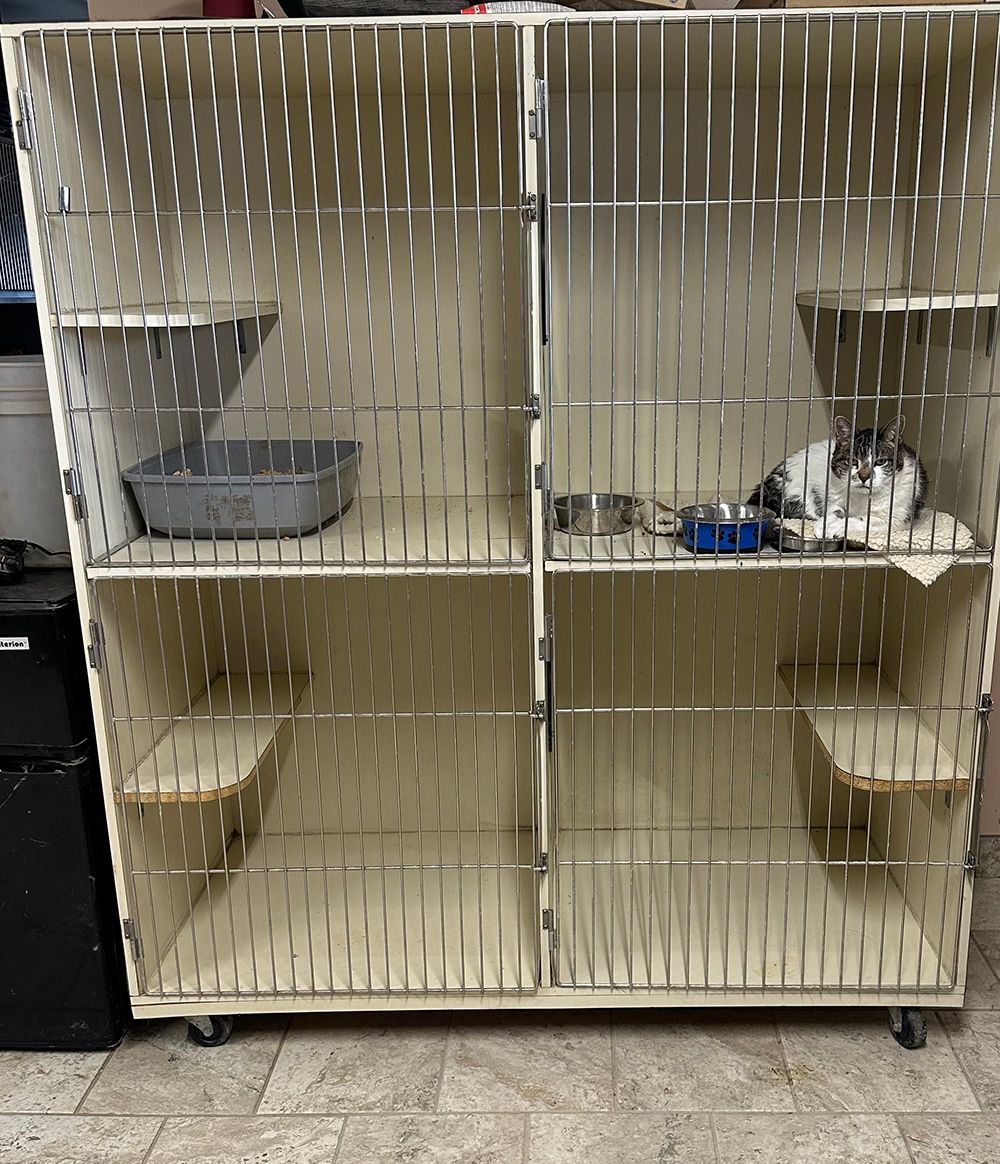 A metal cat cage with four compartments, housing a cat in the upper right section with food and a litter box.