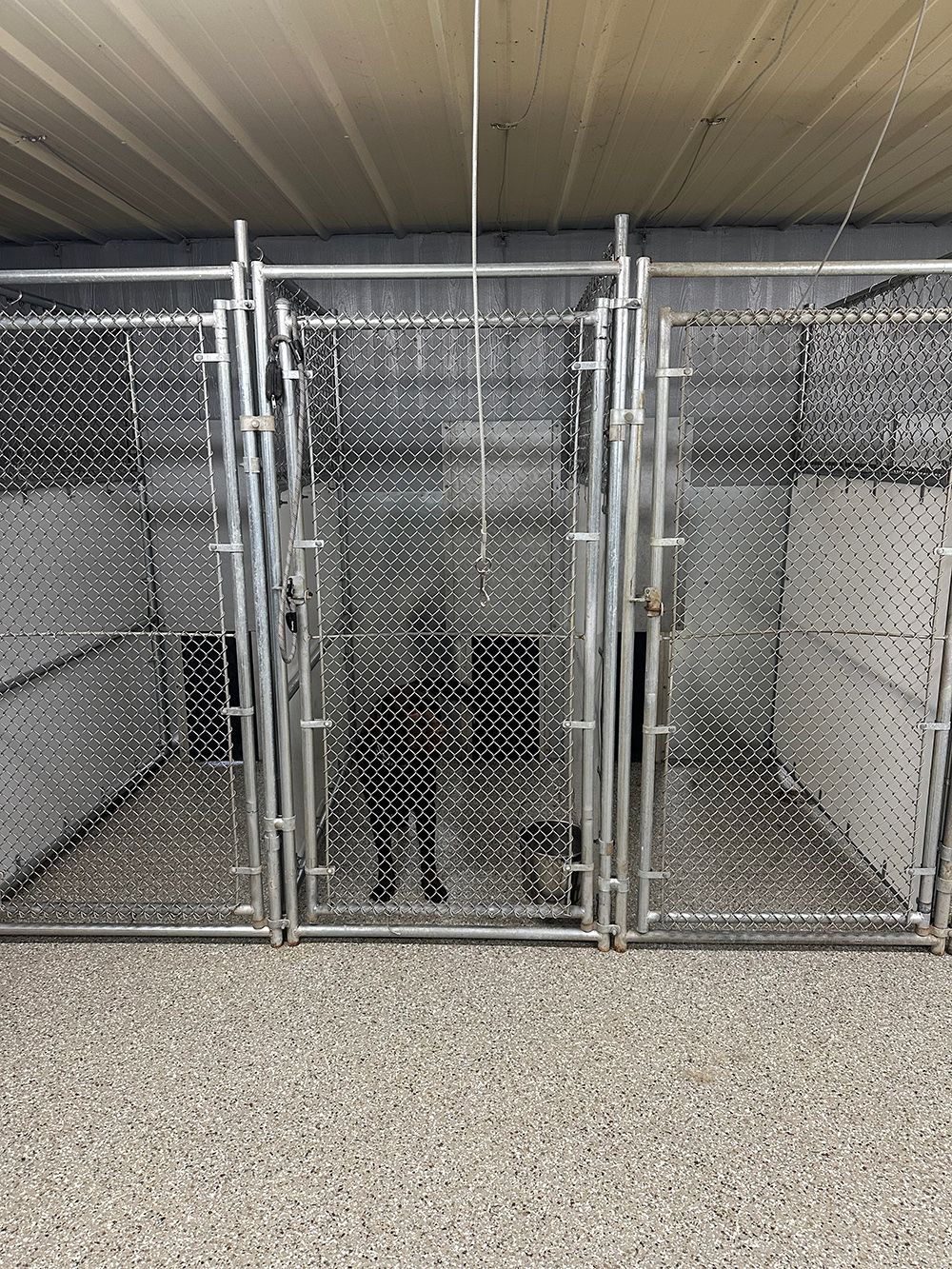 A black dog standing inside one of three connected metal chain-link kennel enclosures on a gravel surface.