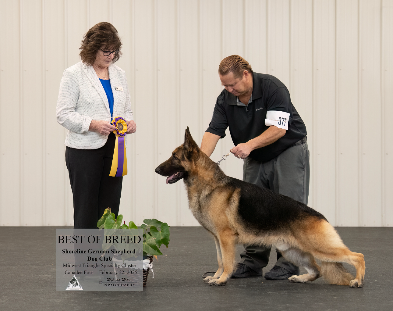 A judge hands a purple ribbon to a handler with a German Shepherd at a dog show.