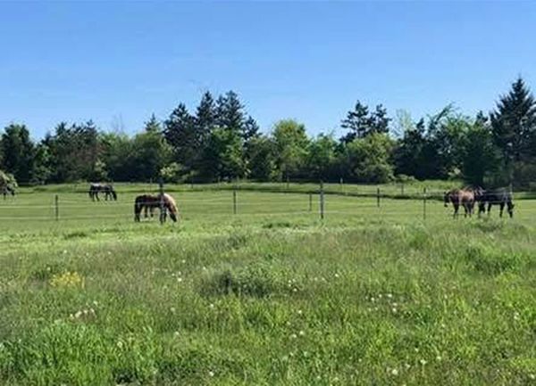 Several horses graze in a lush, green pasture under a clear blue sky, separated by a wire fence.