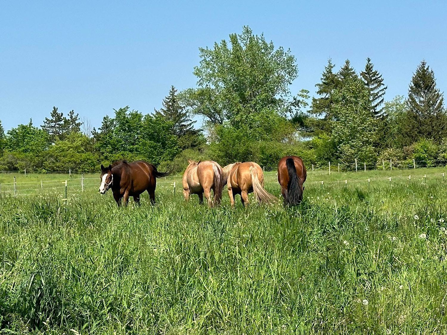 Four horses graze in a lush, green pasture on a bright, sunny day with trees in the background.