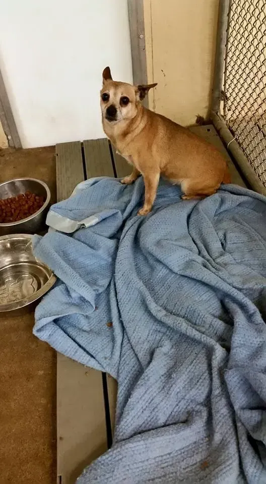 Small tan dog sitting on a blue blanket in a kennel, looking at the camera.