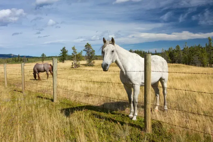 White horse stands near fence, facing camera; second horse grazes in a sunny field.