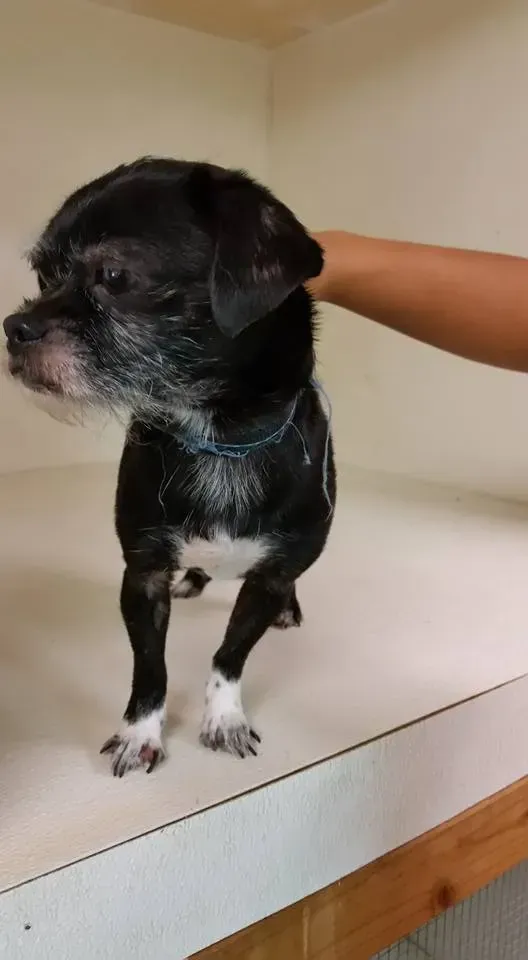 Black dog with white markings and graying face, standing on a white surface, being petted by a hand.