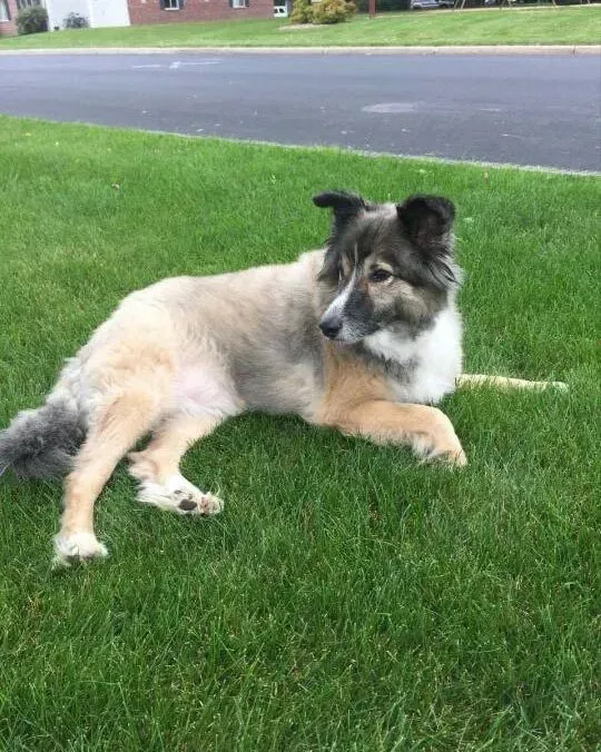 Dog with light and gray fur resting on green grass near a road.