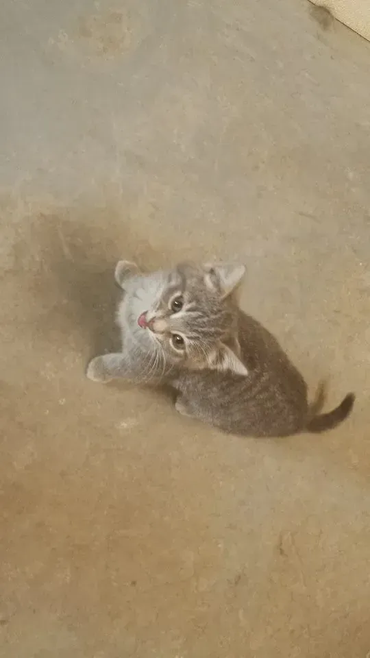 Gray kitten sitting on a concrete surface, looking up with tongue slightly out.