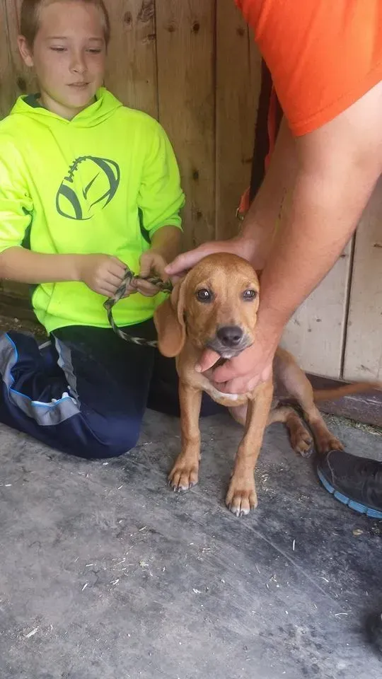 Boy in neon green hoodie and man holding a tan puppy in a wooden enclosure.