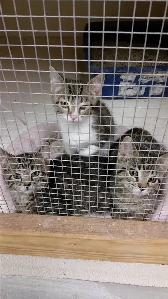 Three tabby kittens peering through a wire cage, inside a shelter.