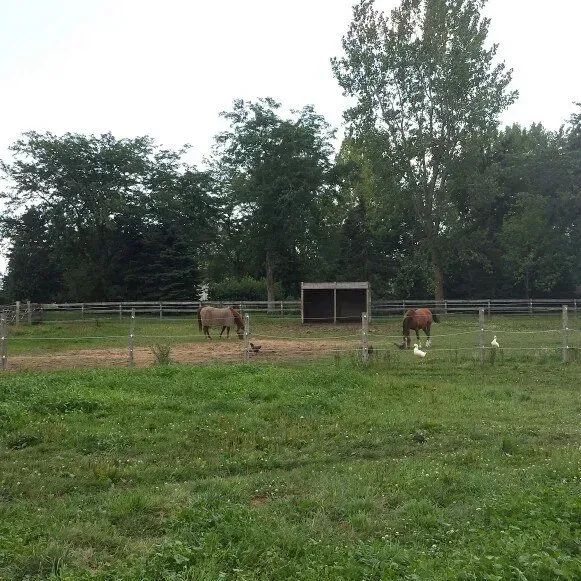 Horses and donkey graze in a fenced pasture. A small shed and trees are in the background.