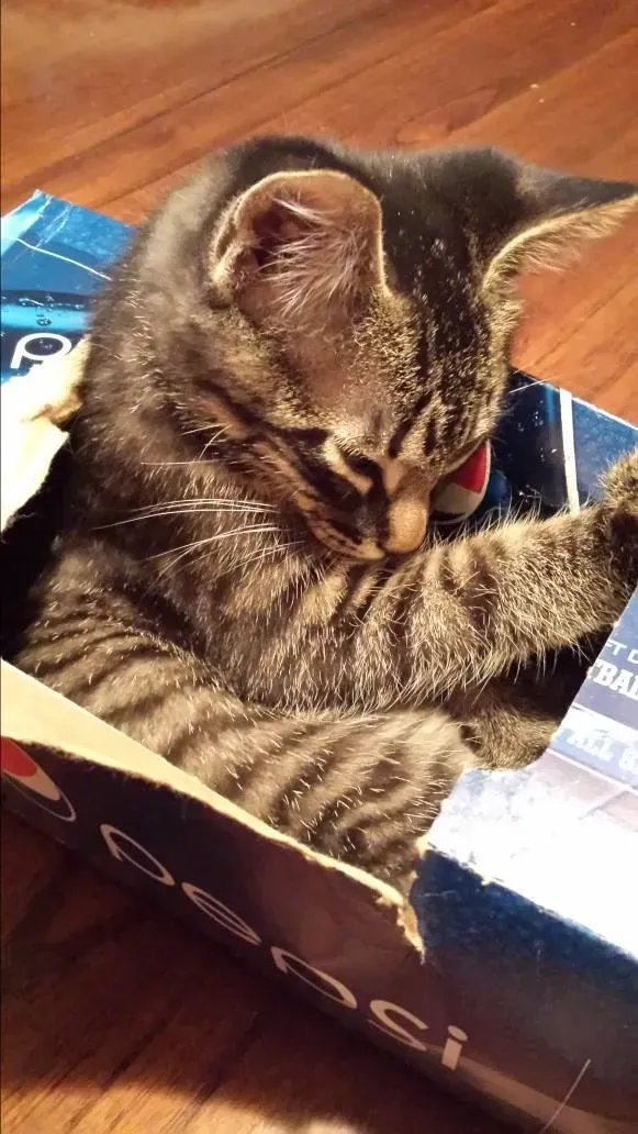 Tabby kitten curled up asleep in a Pepsi box.
