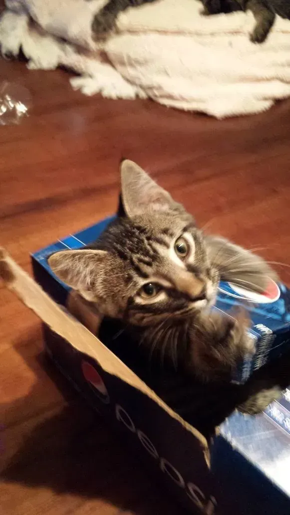 Tabby kitten peeking out of a Pepsi box on a wooden floor.