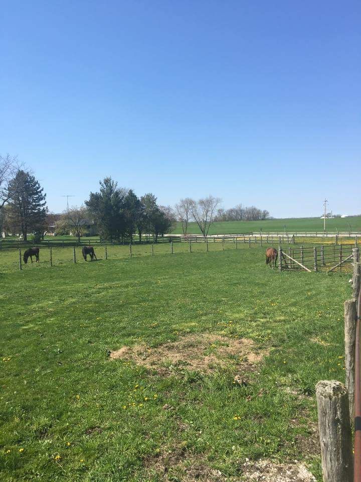 Horses graze in a grassy field under a clear, blue sky, fenced in.