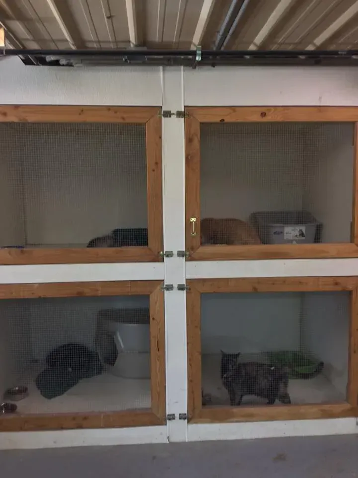 Four cat enclosures. Cats resting inside with food, water, and litter boxes. Wood frames and mesh doors.