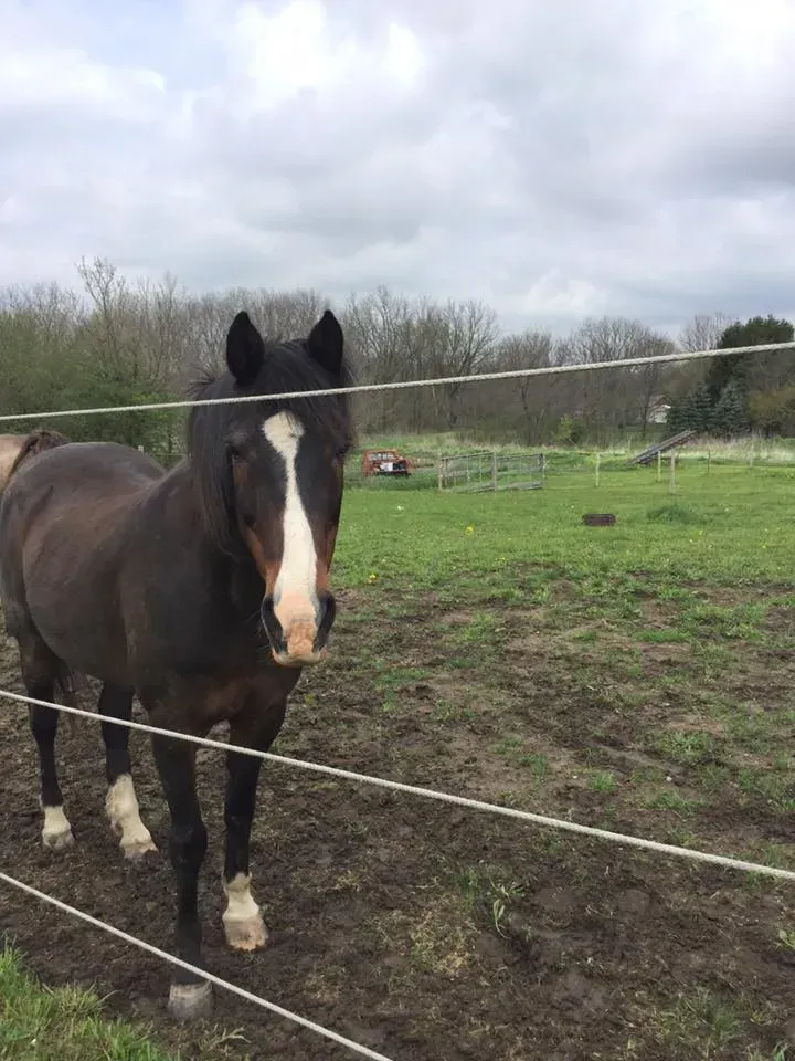 Brown horse with white face markings stands in a muddy field near a fence, under a cloudy sky.