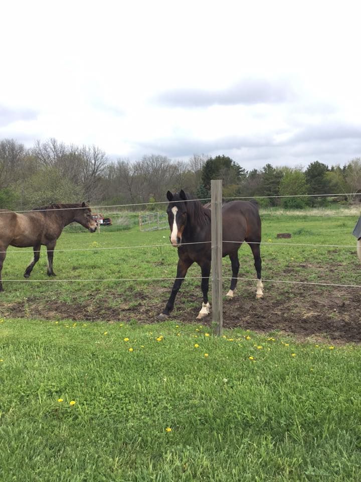 Two horses in a grassy field, one dark brown with white markings, the other light brown, both near a fence under a cloudy sky.