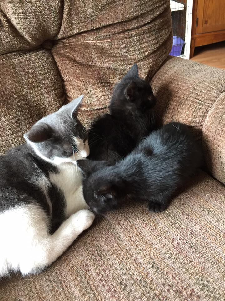Gray and white cat with two black kittens on a brown couch.